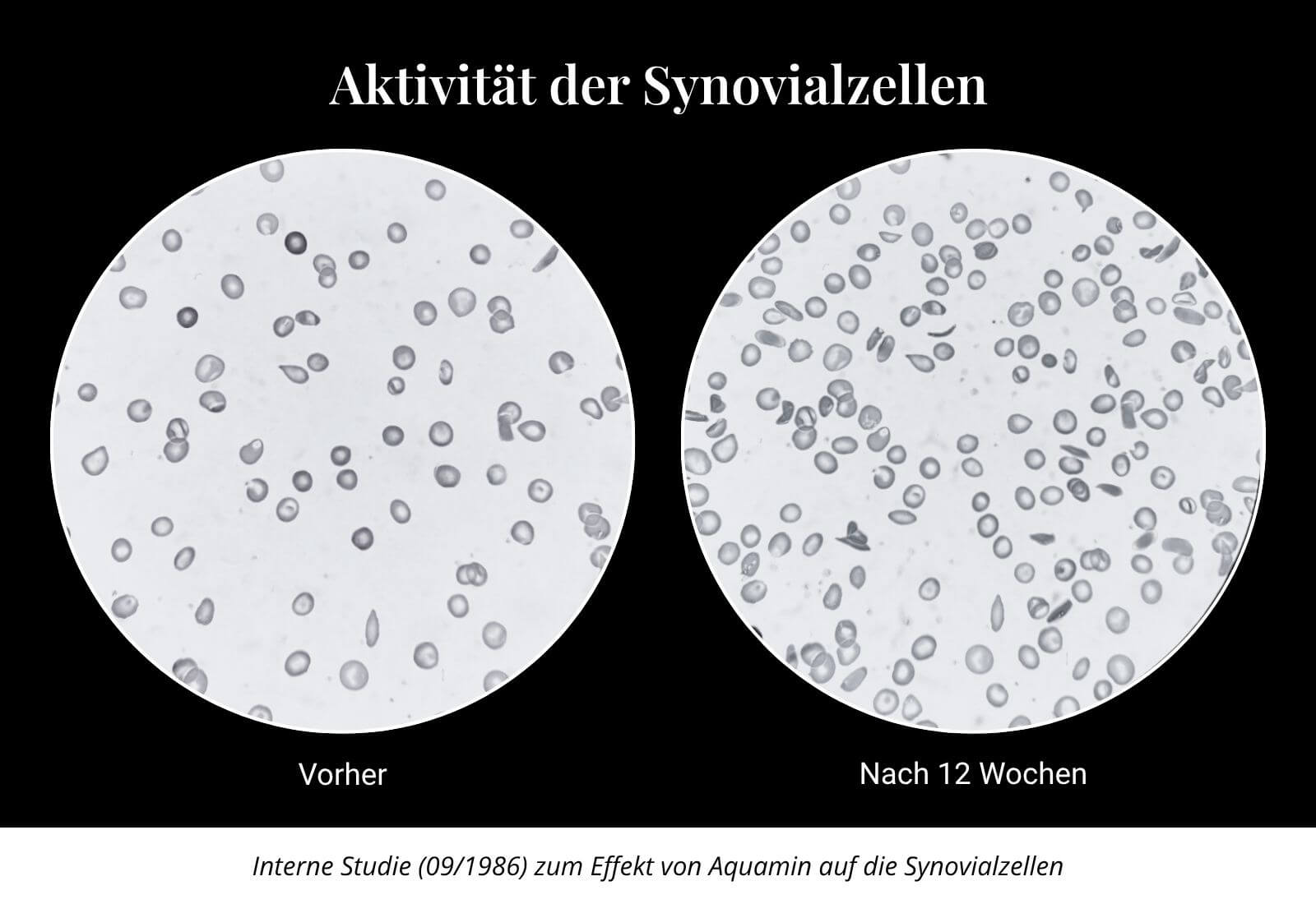 Interne Studie (09/1986) zum Effekt von Aquamin auf die Synovialzellen (Ergebnisse können variieren)