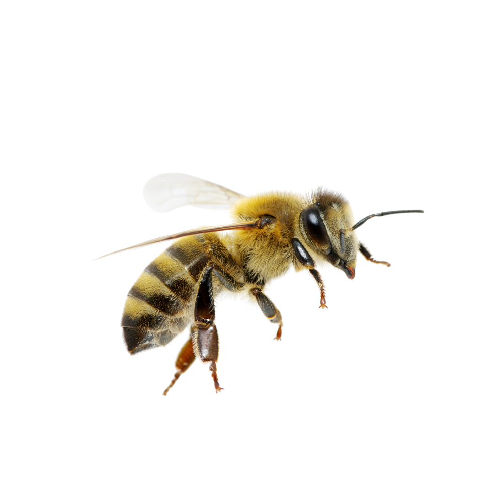 JointShield™ | Relieves Knee Pain By Up To 87% Within 48 Hours