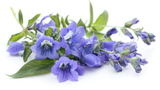 Rosemary Oil