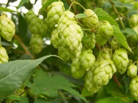 Green Tea Extract