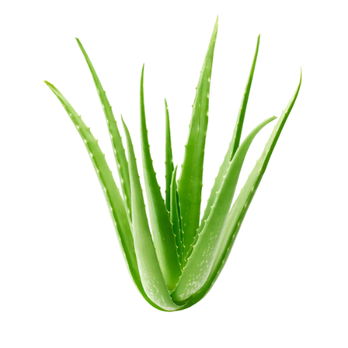 Aloe vera icon