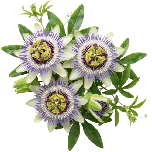 Passionflower