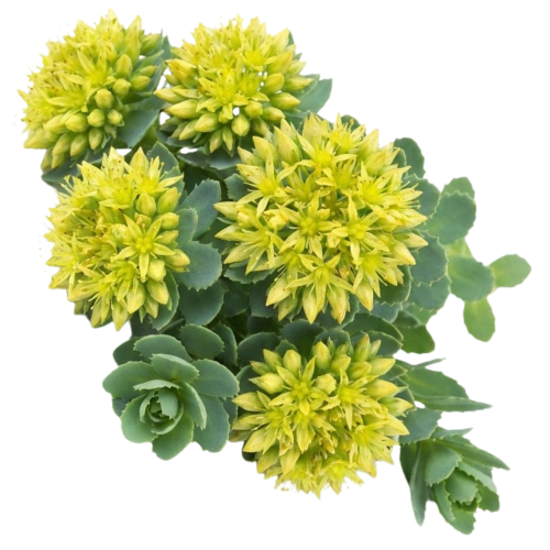 Rhodiola Rosea