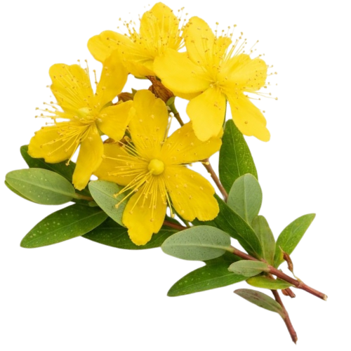 St. John's Wort