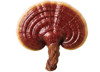 Reishi