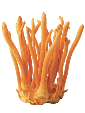 Cordyceps