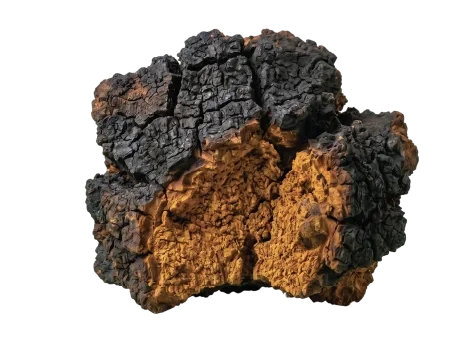 Chaga