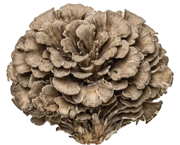 Maitake