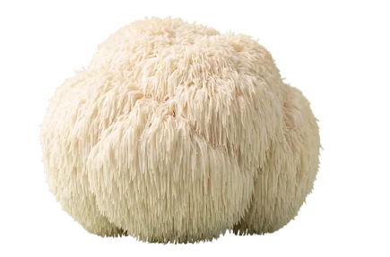 Lion’s Mane