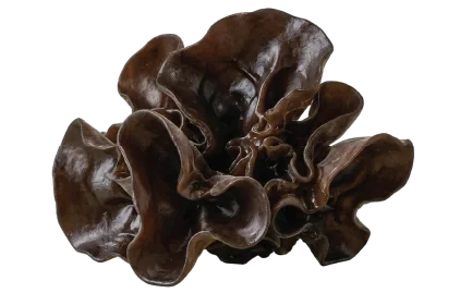 Black Fungus