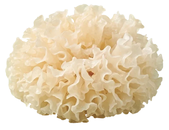 Tremella