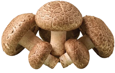 Shitake