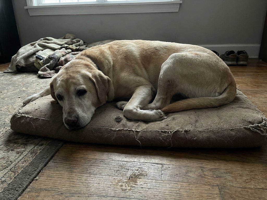 Flat collapsed dog bed with no support