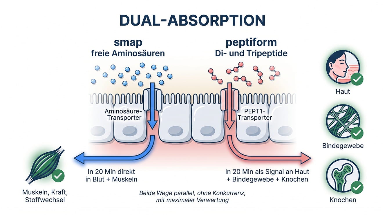 Dual-Absorption: smap freie Aminosäuren via Aminosäure-Transporter und peptiform Di-/Tripeptide via PEPT1-Transporter