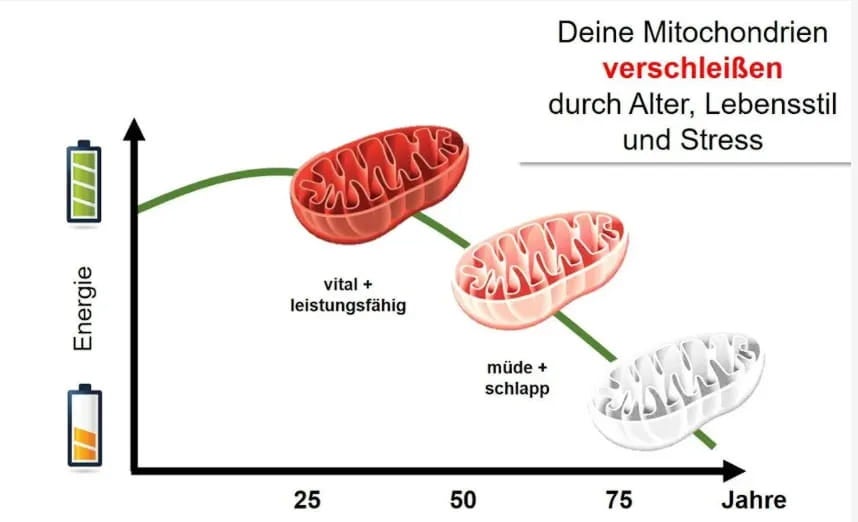 Mitochondrien verschleißen durch Alter, Lebensstil und Stress