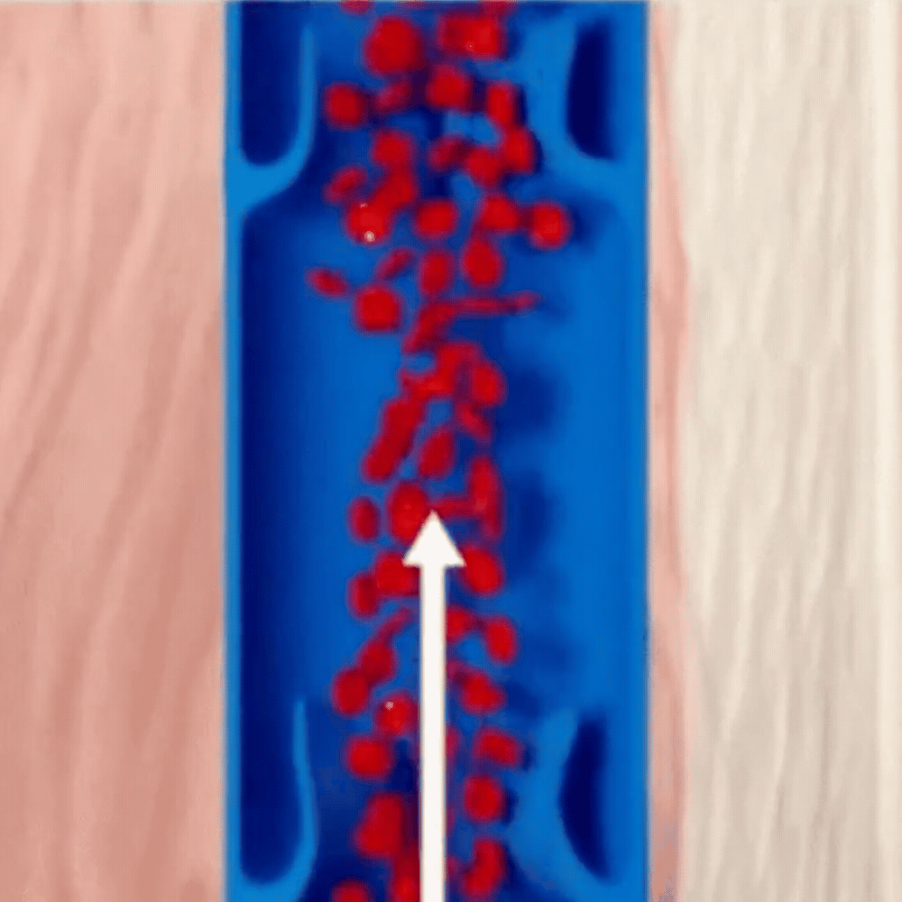 Hormonomdannelse i cellerne