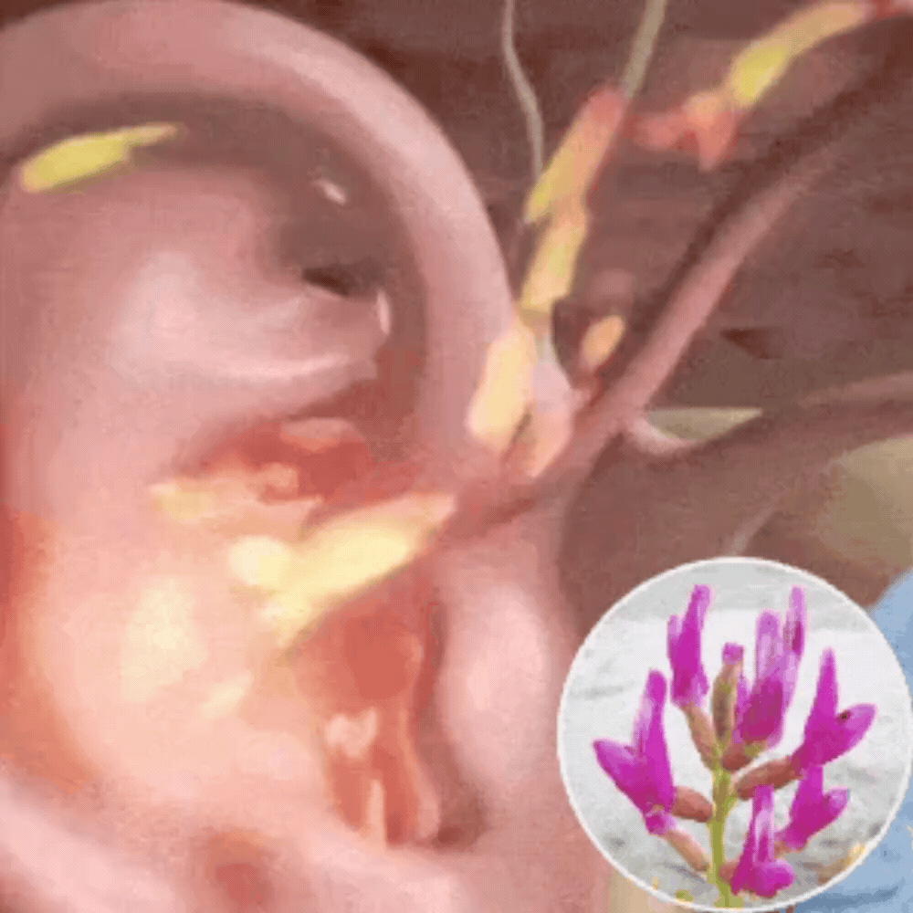 L’astragale régénère les cellules ciliées