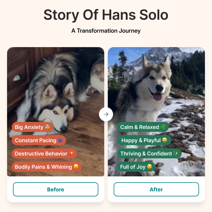 Paw Origins Product 3