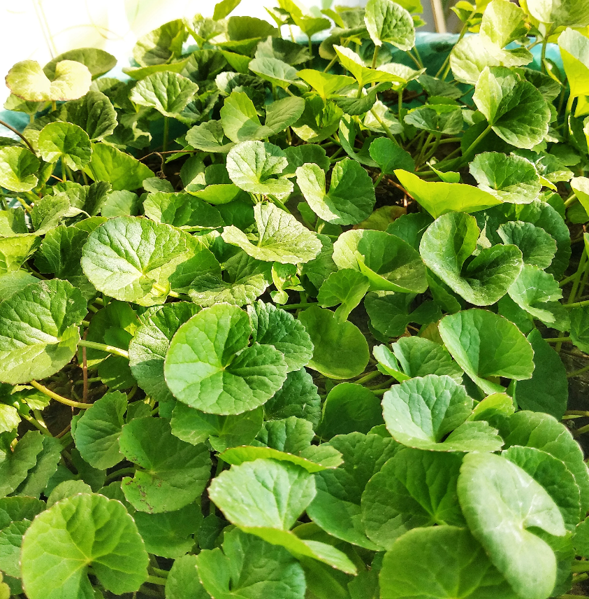 Centella Asiatica