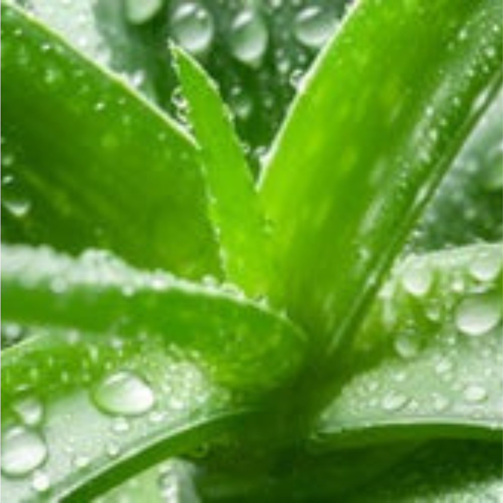 Aloe