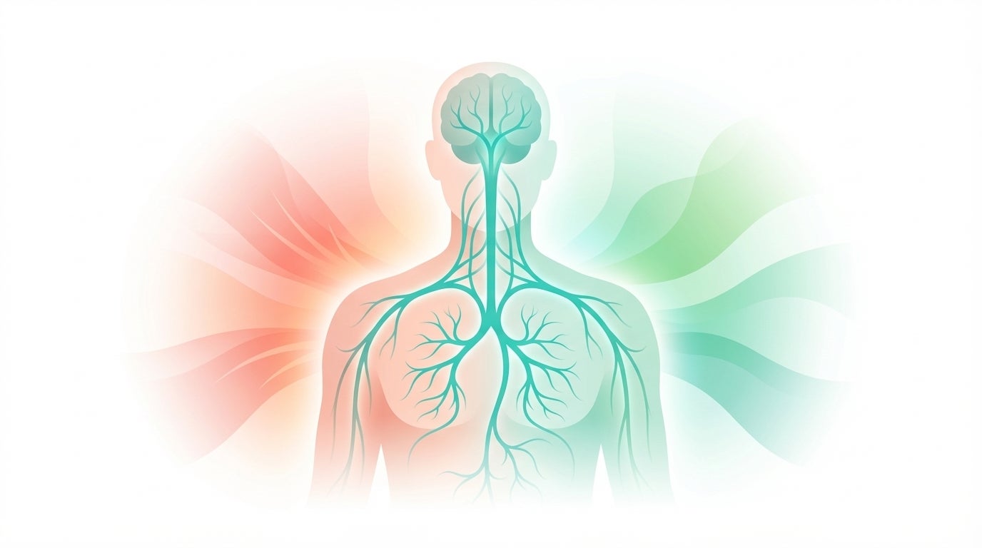 Darstellung von Sympathikus, Parasympathikus und Vagusnerv