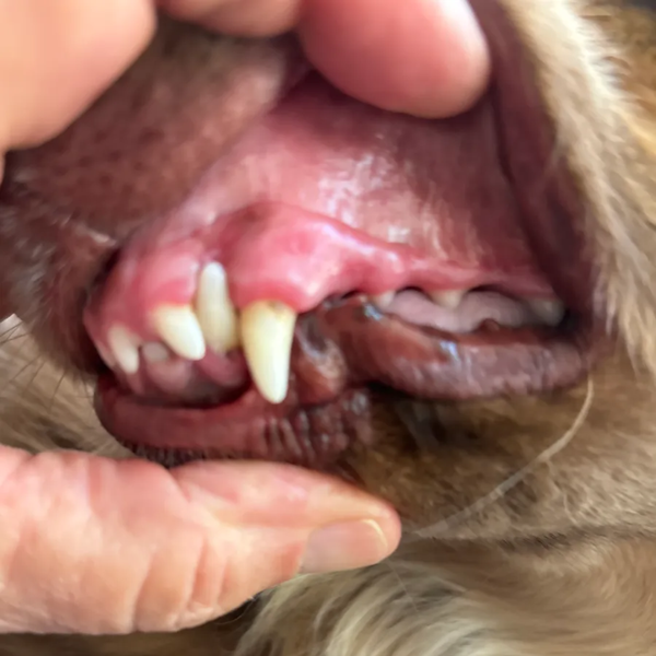 chihuahua voor/na