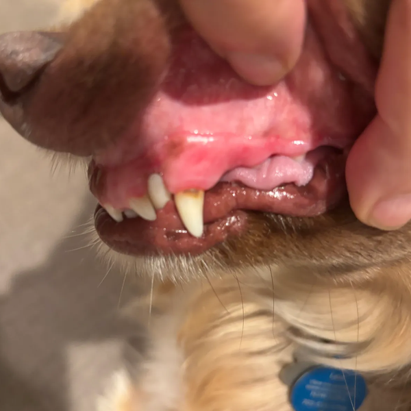 glimlachende labrador