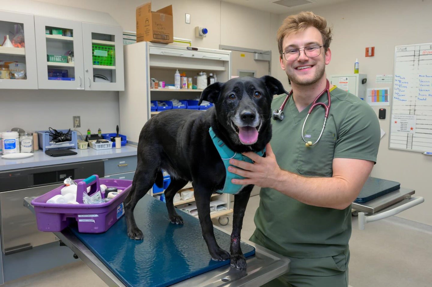 voor/na tandsteen hond
