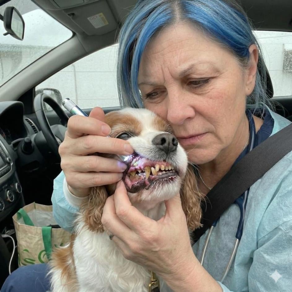 Dientes de perro con sarro